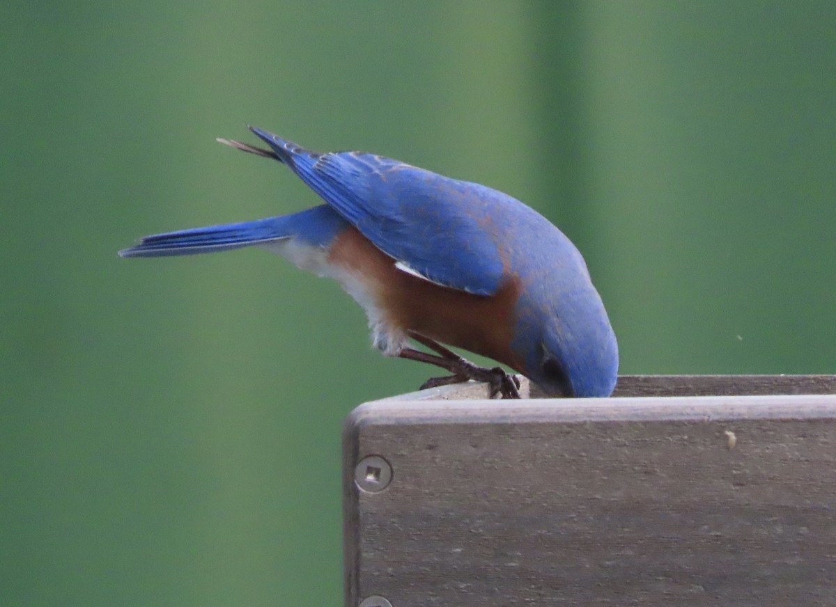 Eastern Bluebird - ML650982144