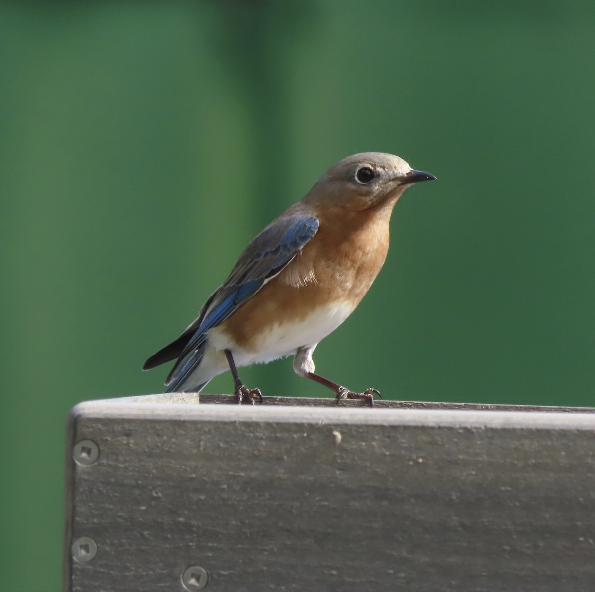 Eastern Bluebird - ML650982145