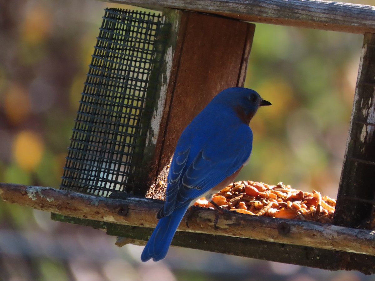 Eastern Bluebird - ML650982147