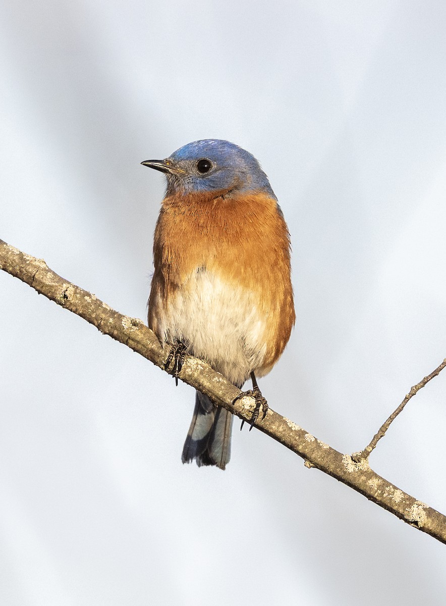 Eastern Bluebird - ML650982212