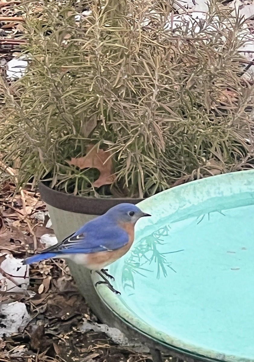 Eastern Bluebird - ML650982214