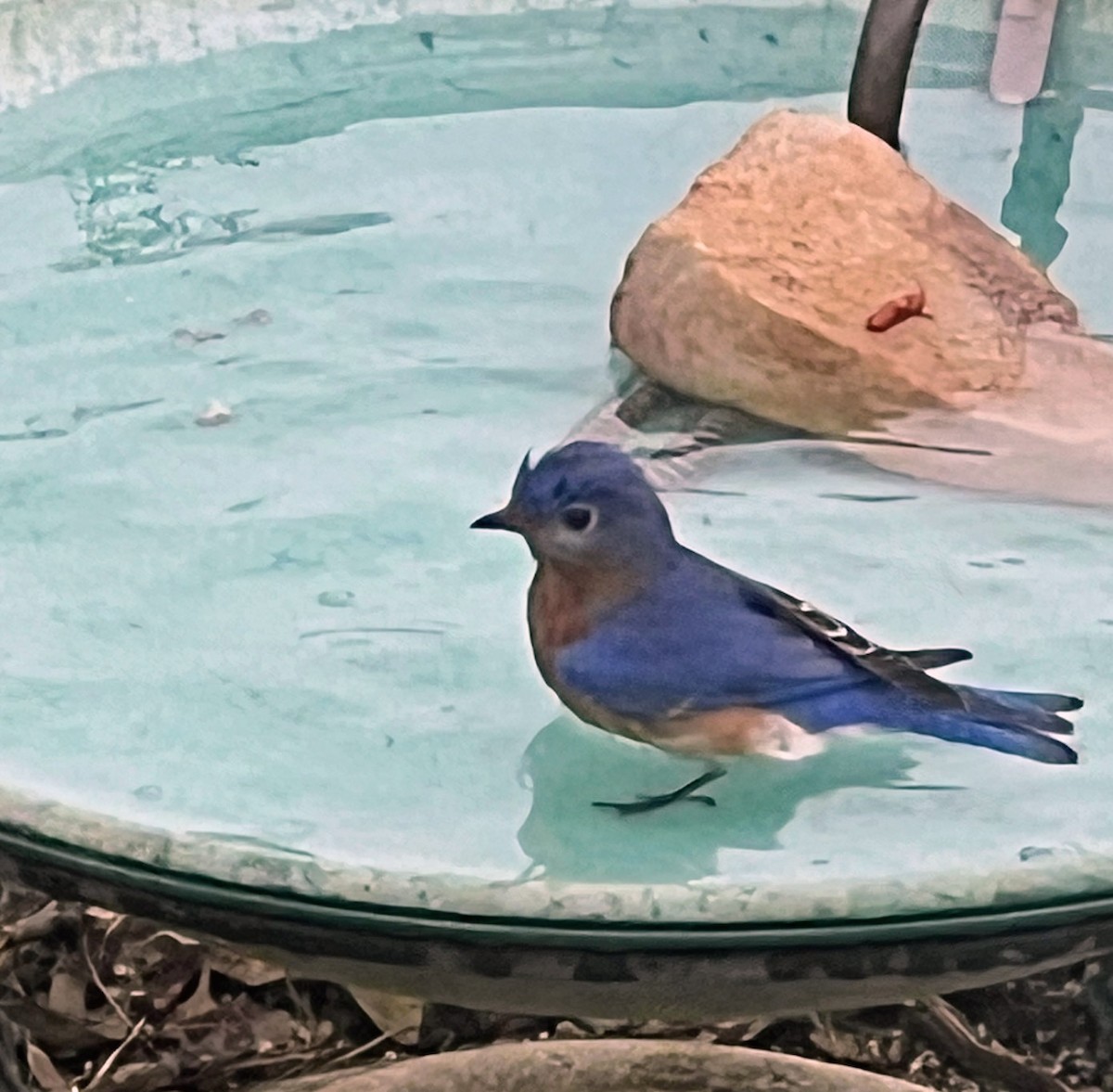 Eastern Bluebird - ML650982215