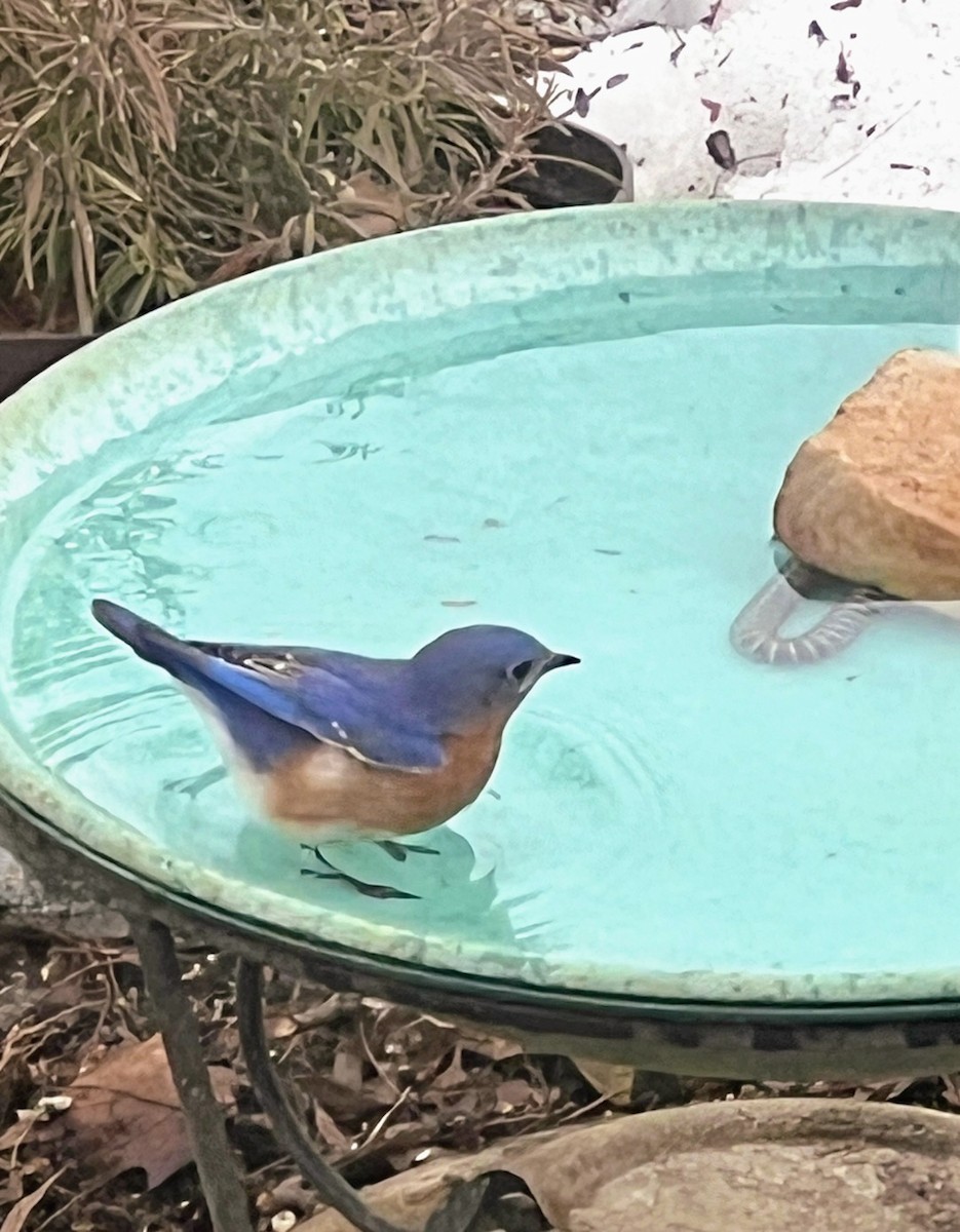 Eastern Bluebird - ML650982216