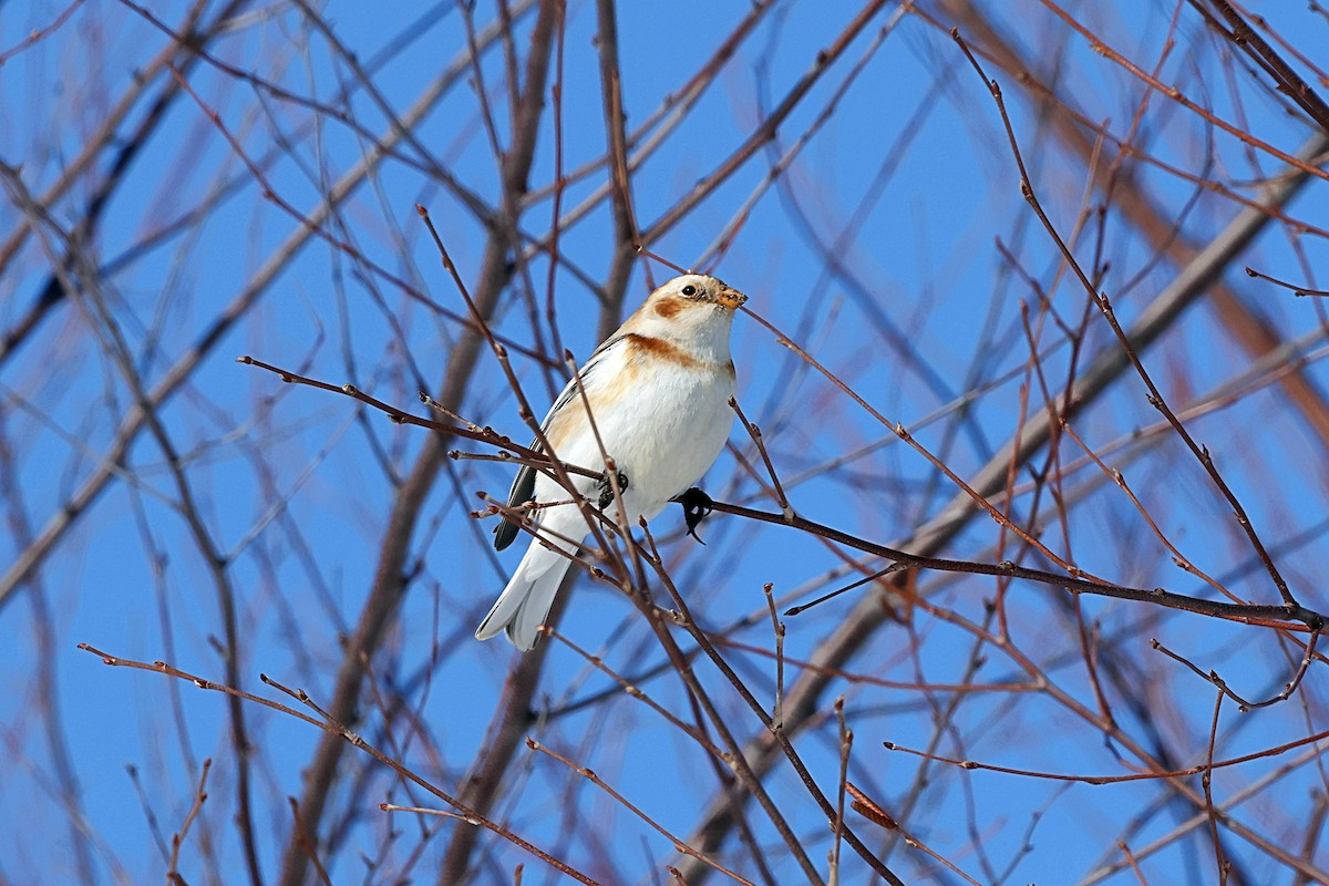 Plectrophane des neiges - ML650982225