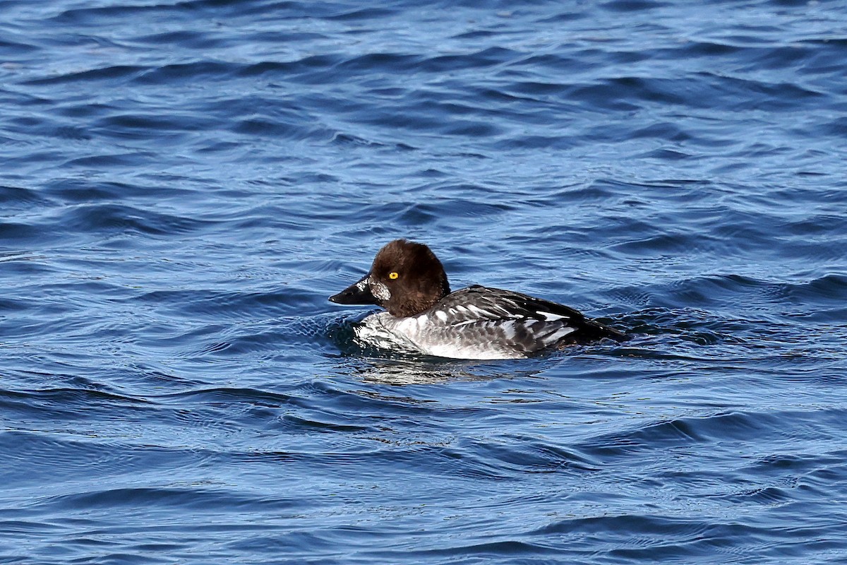 Garrot à oeil d'or - ML650982246