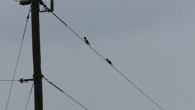 שלדג אמריקני - ML650982365