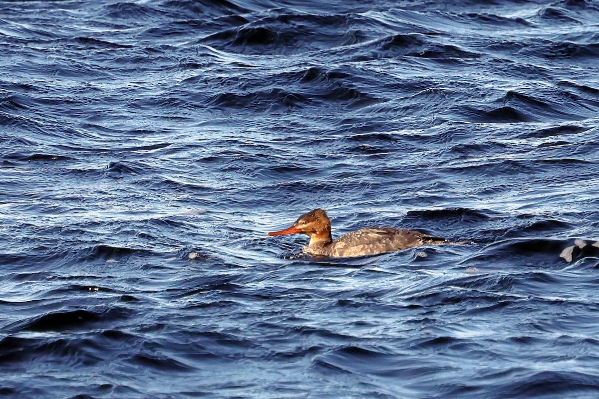 Harle huppé - ML650982373