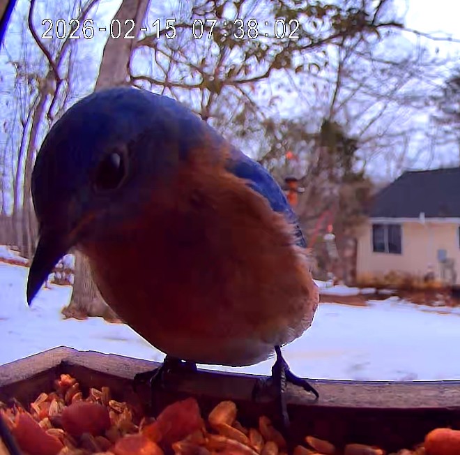 Eastern Bluebird - ML650982374