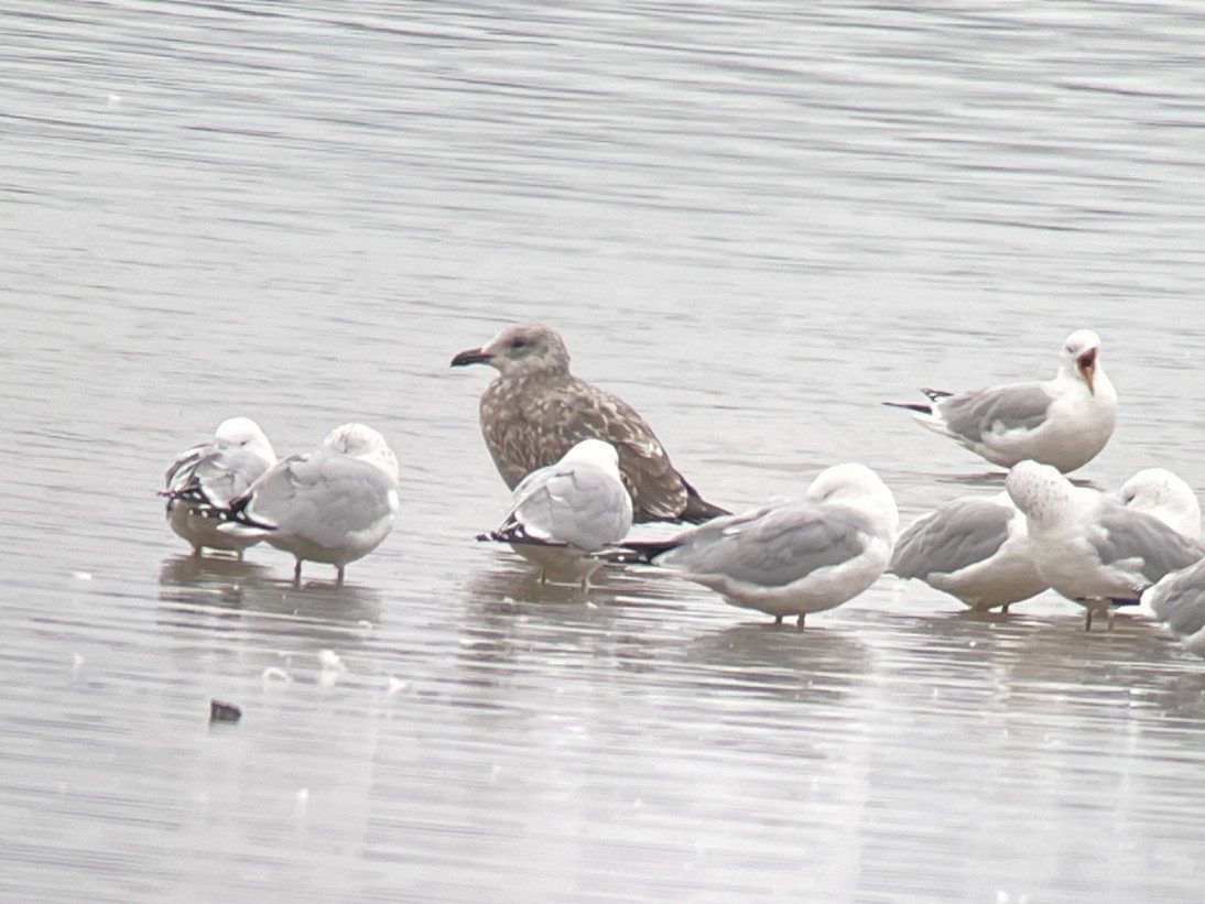 Kaio hauskara amerikarra - ML650982395