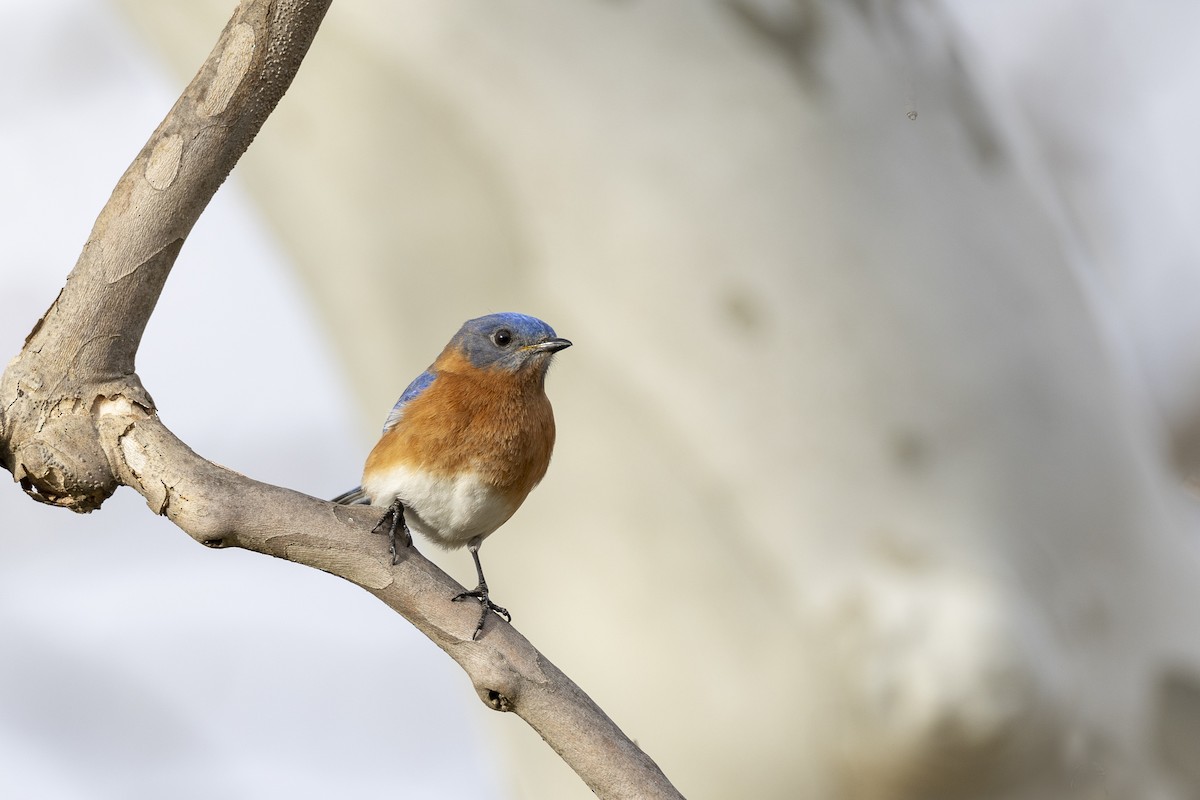 Eastern Bluebird - ML650982557