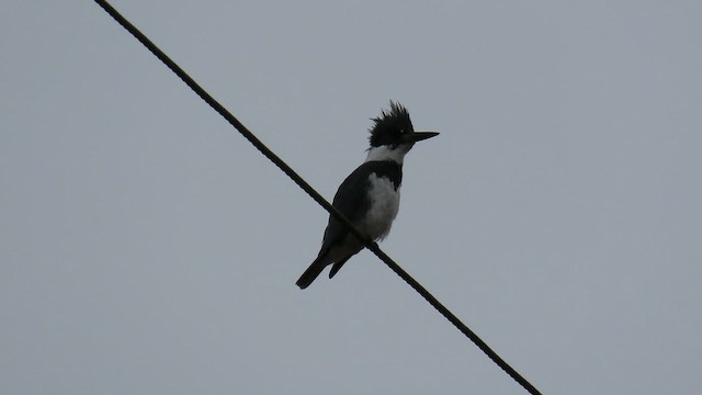 שלדג אמריקני - ML650982584