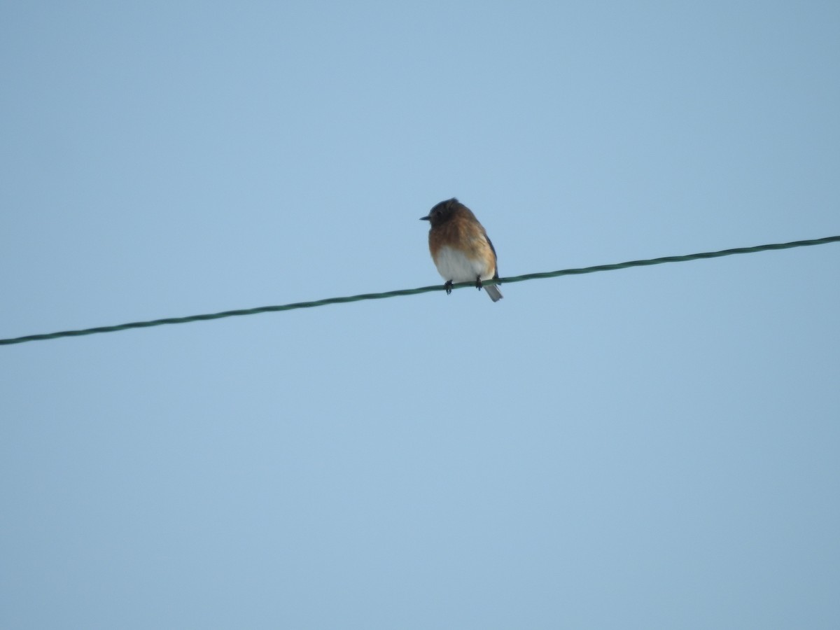Eastern Bluebird - ML650982589