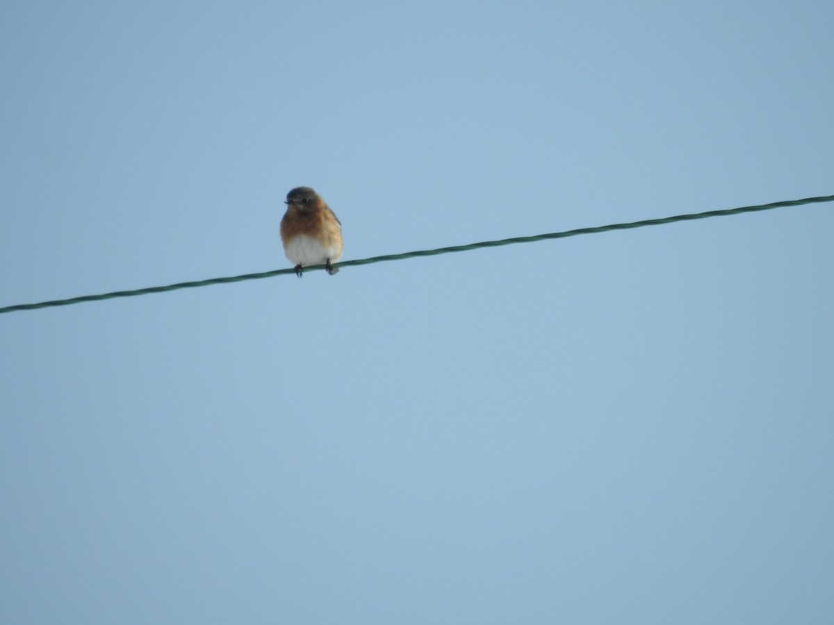 Eastern Bluebird - ML650982647
