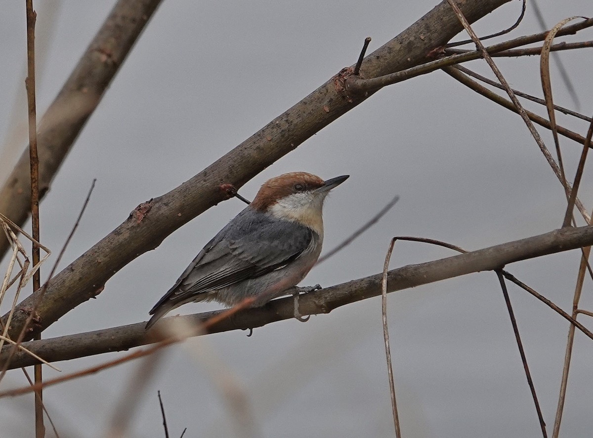 Boz Başlı Sıvacı - ML650982668