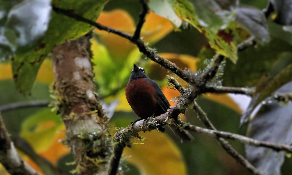Chestnut-bellied Chat-Tyrant - ML650982669
