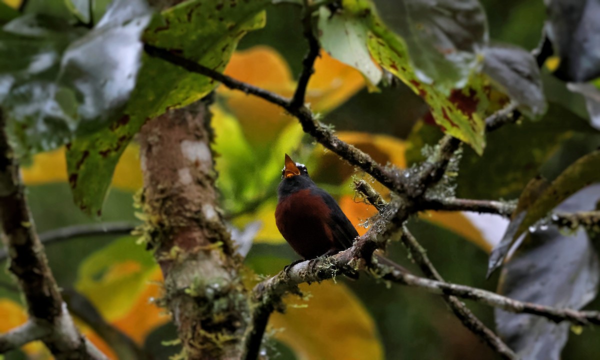 Chestnut-bellied Chat-Tyrant - ML650982670