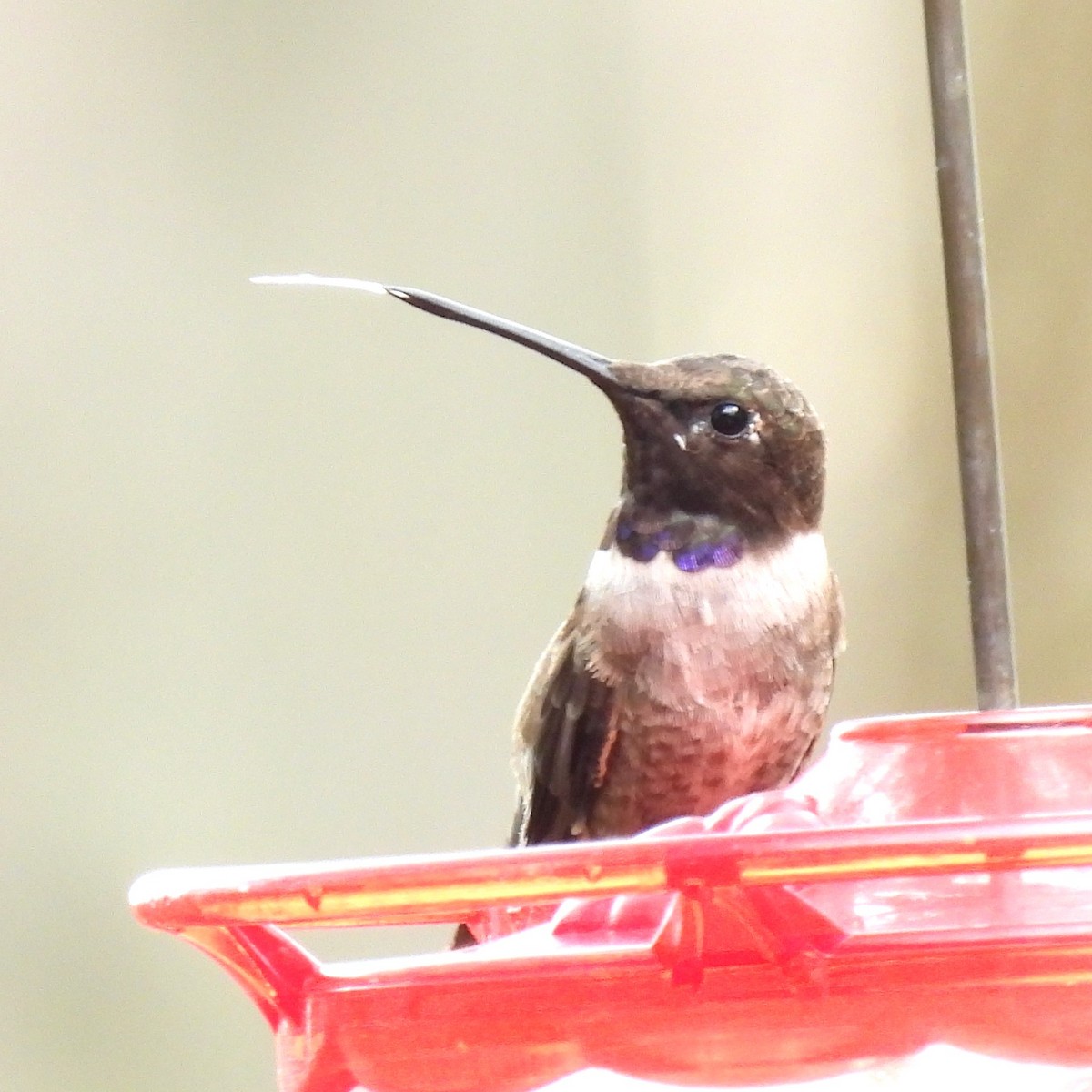 Black-chinned Hummingbird - ML650982697