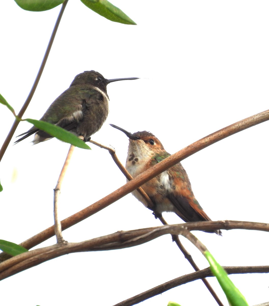 Rufous/Allen's Hummingbird - ML650982858