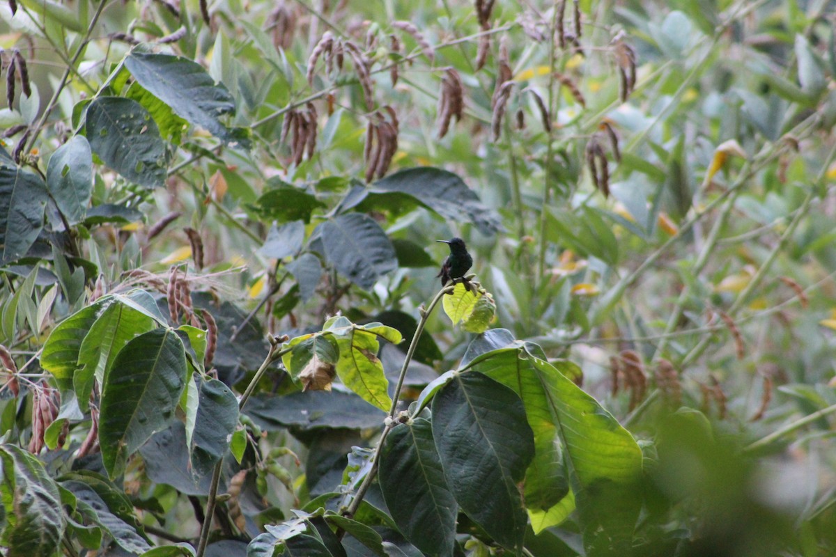 beryllkolibri - ML650982862