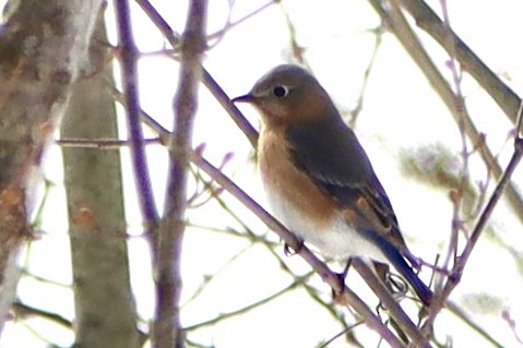 Eastern Bluebird - ML650982883