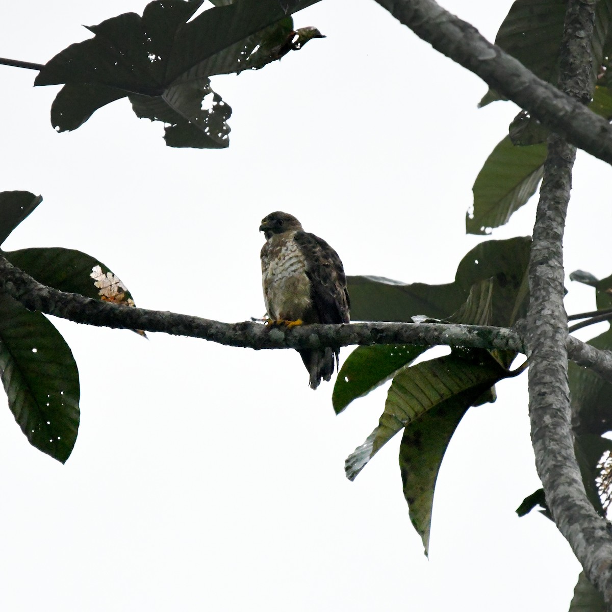 Broad-winged Hawk - ML650982886