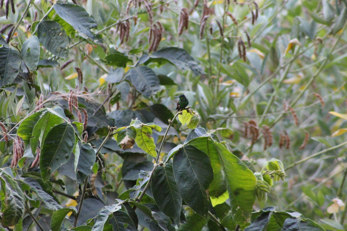 beryllkolibri - ML650982895