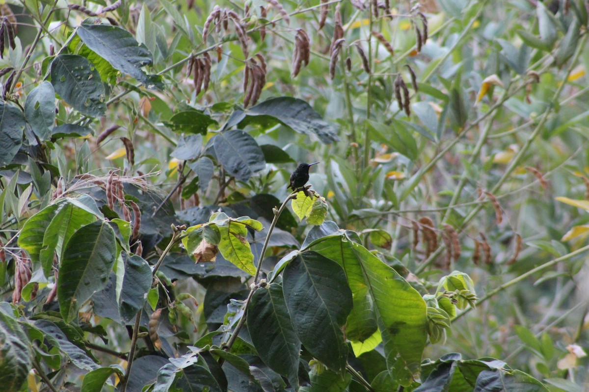 beryllkolibri - ML650982896