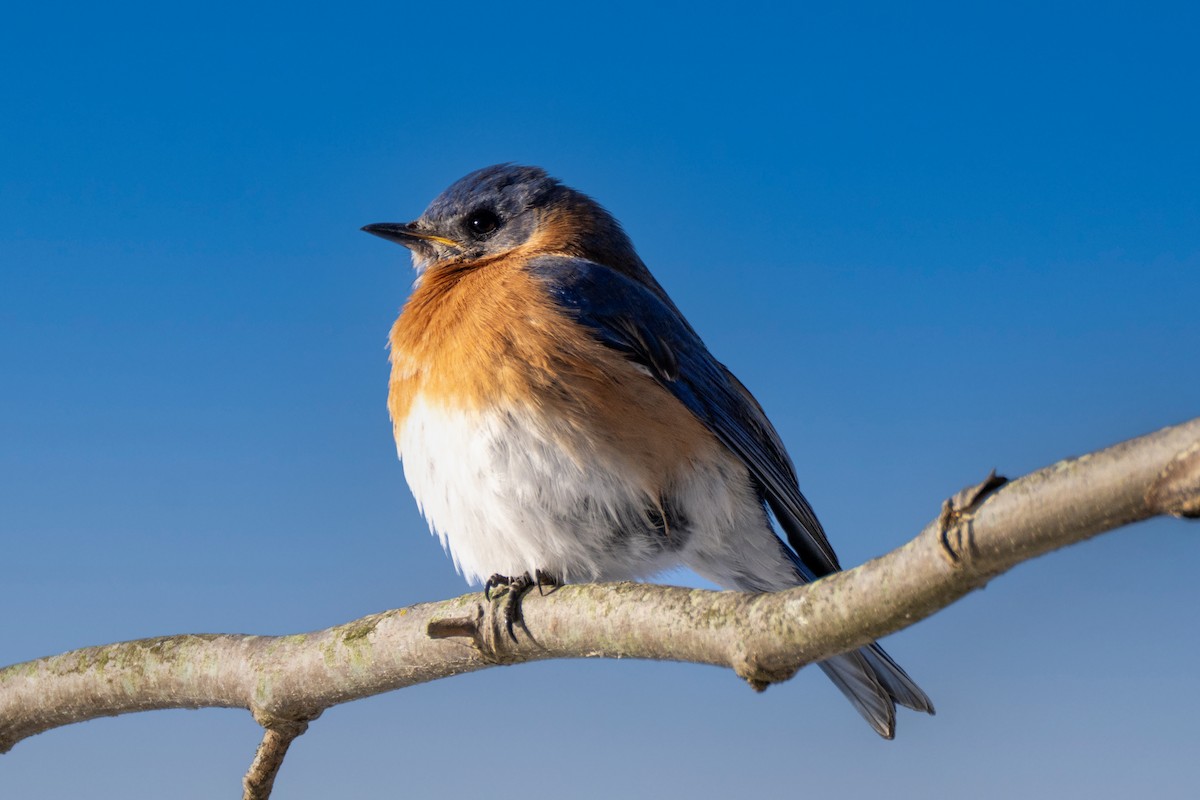 Eastern Bluebird - ML650982911
