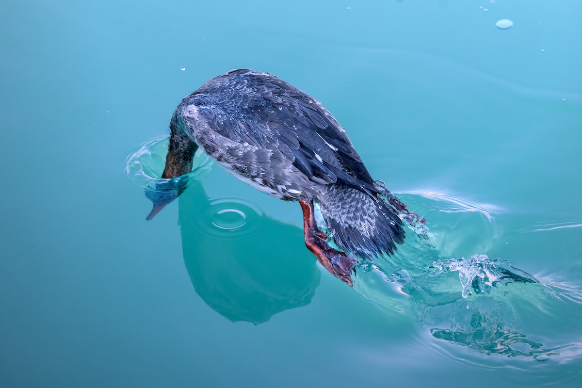 紅胸秋沙 - ML650982948