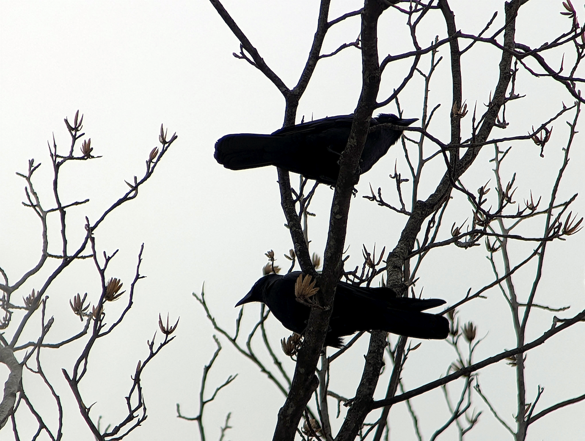 ウオガラス - ML650982980