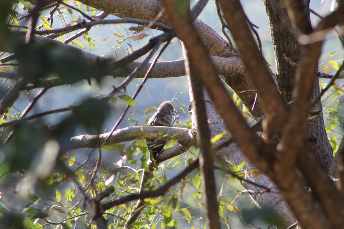 nordgråvåk - ML650983030