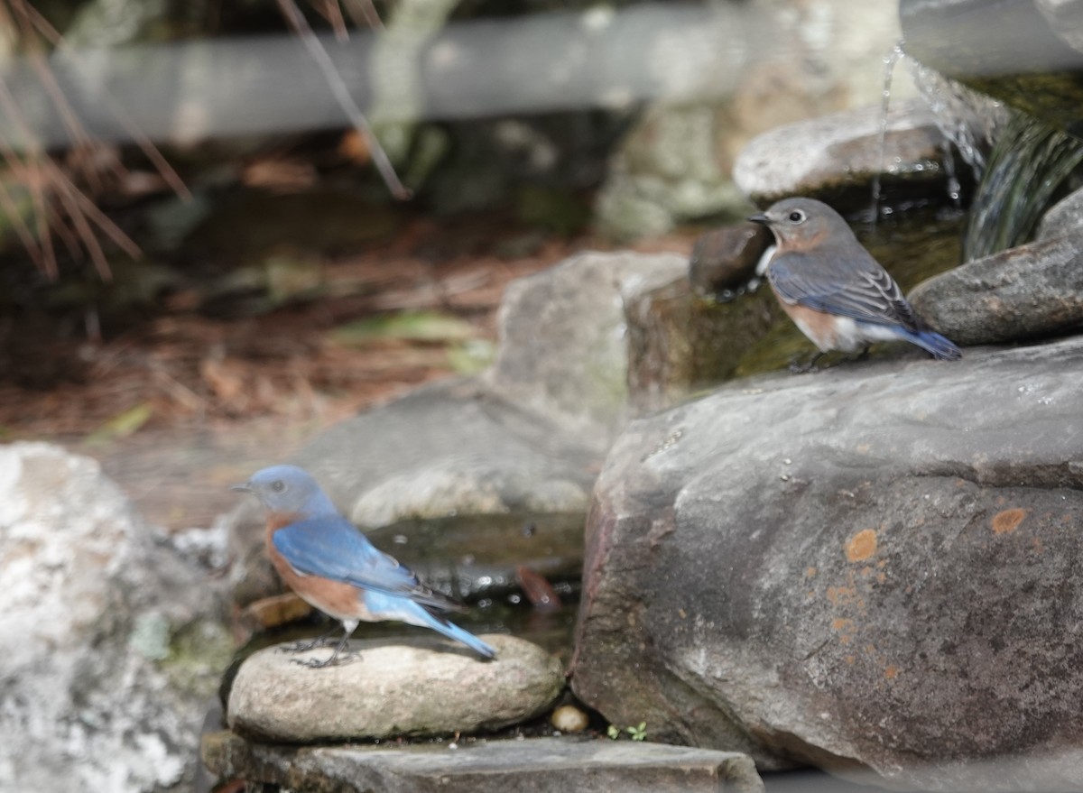 Eastern Bluebird - ML650983129