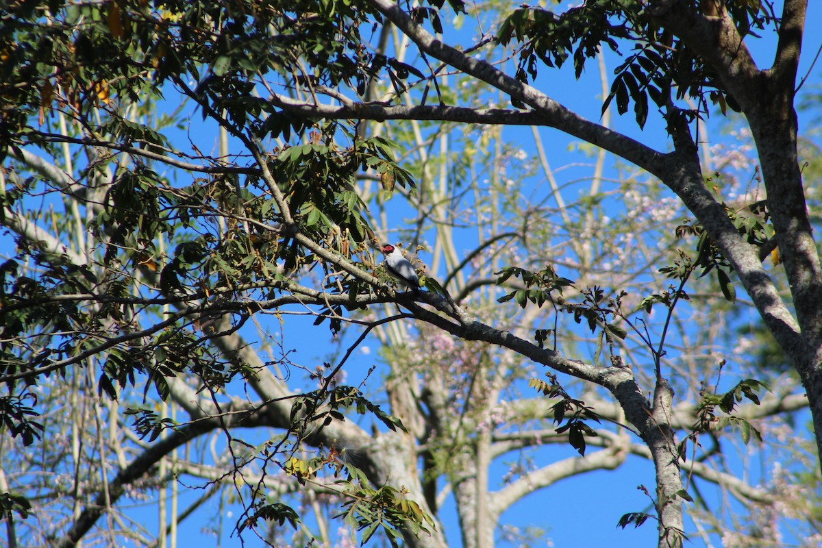 masketityra - ML650983155