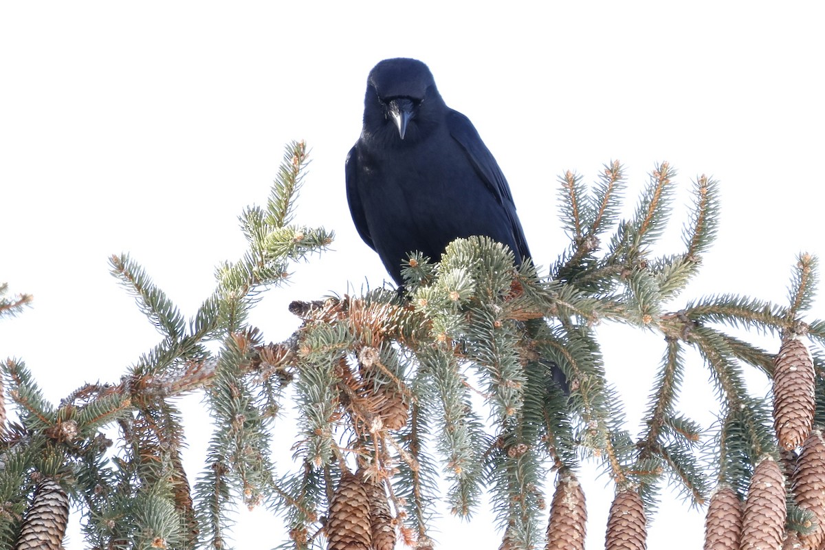 ウオガラス - ML650983164