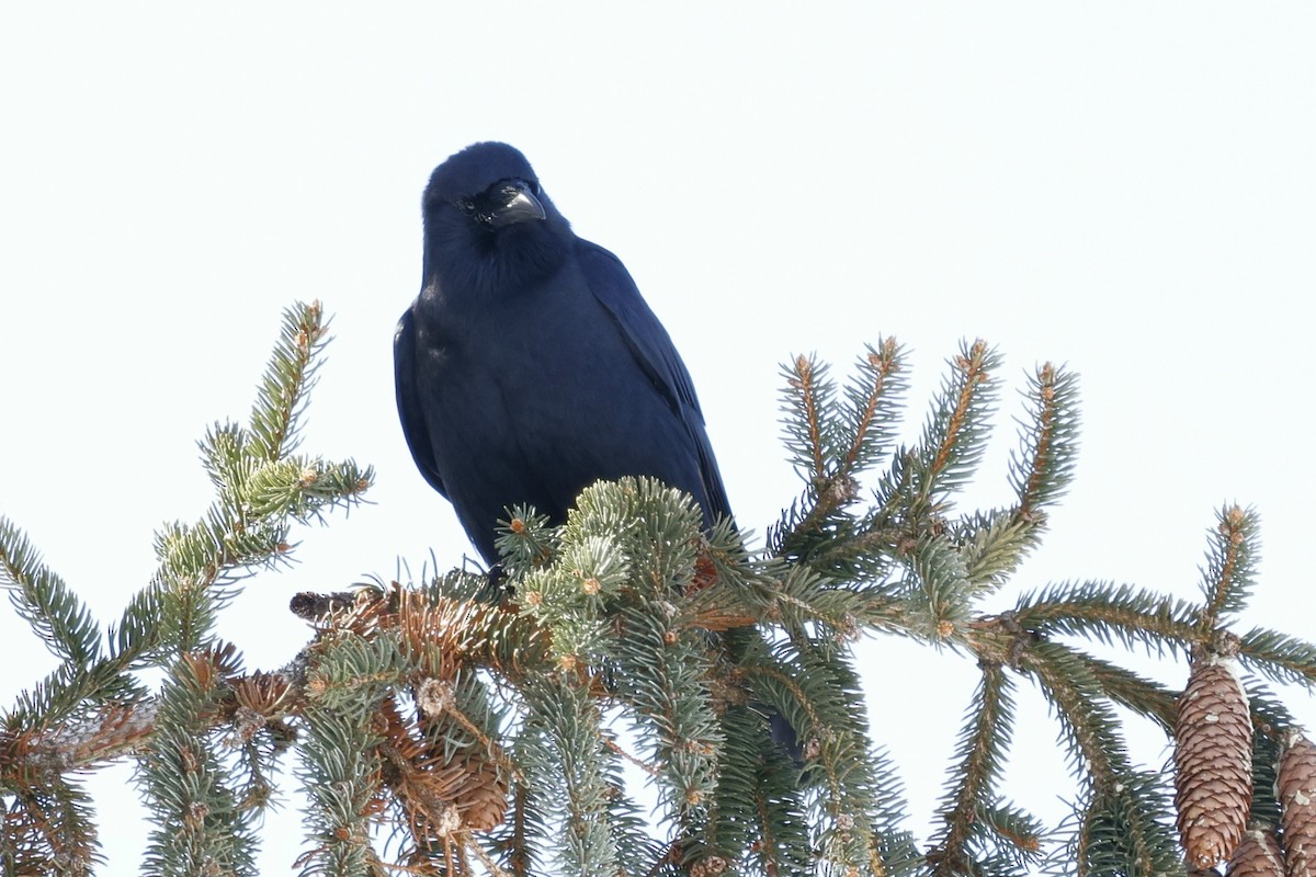 ウオガラス - ML650983165