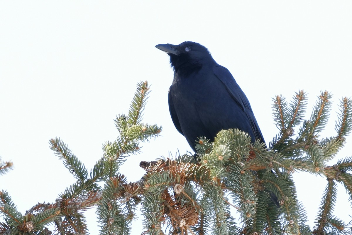 ウオガラス - ML650983166