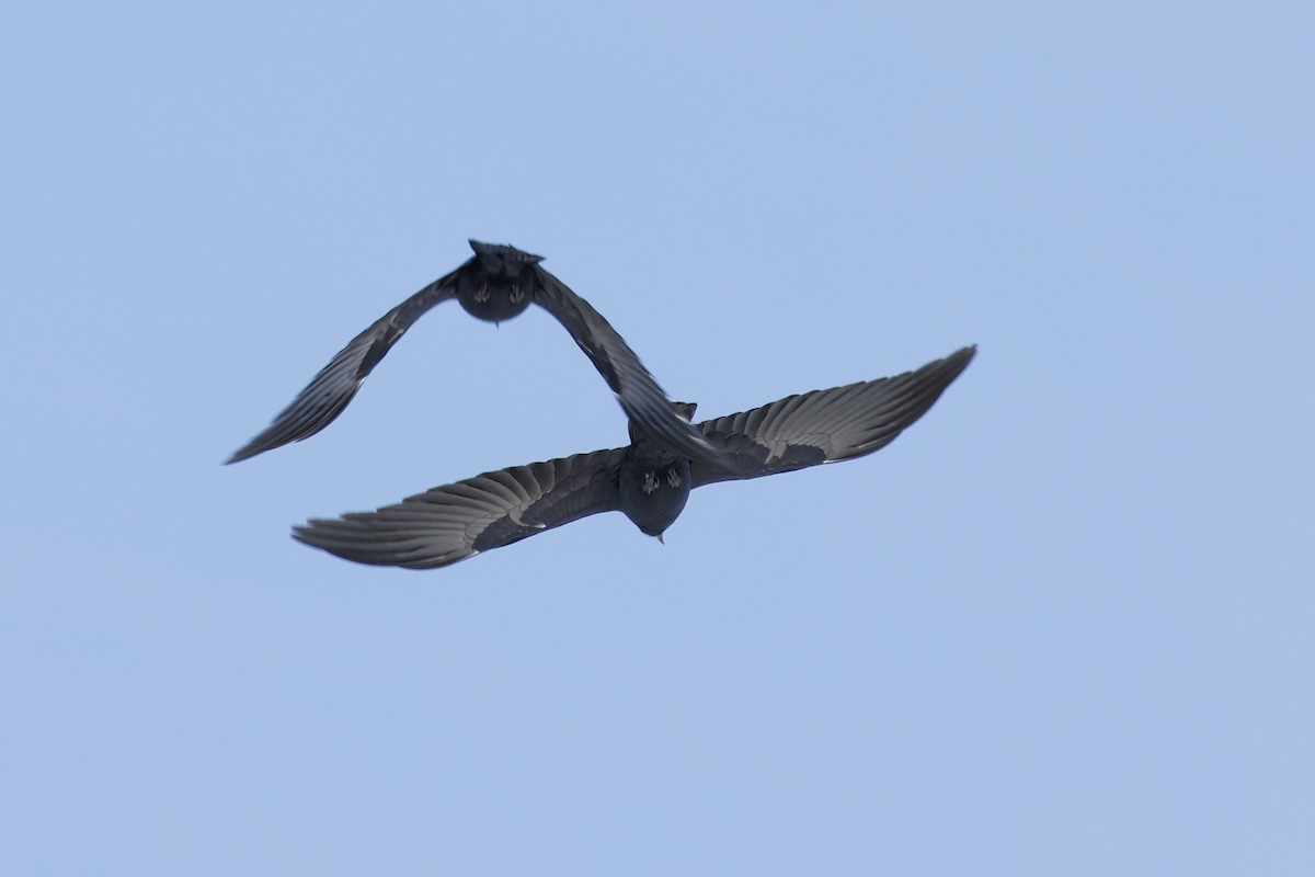 ウオガラス - ML650983167