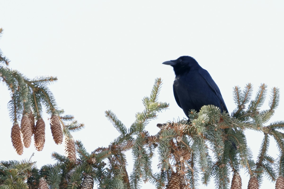 ウオガラス - ML650983168