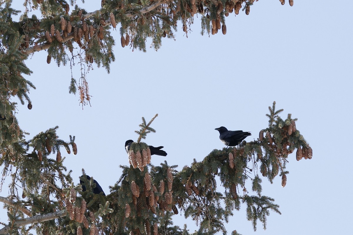 ウオガラス - ML650983169