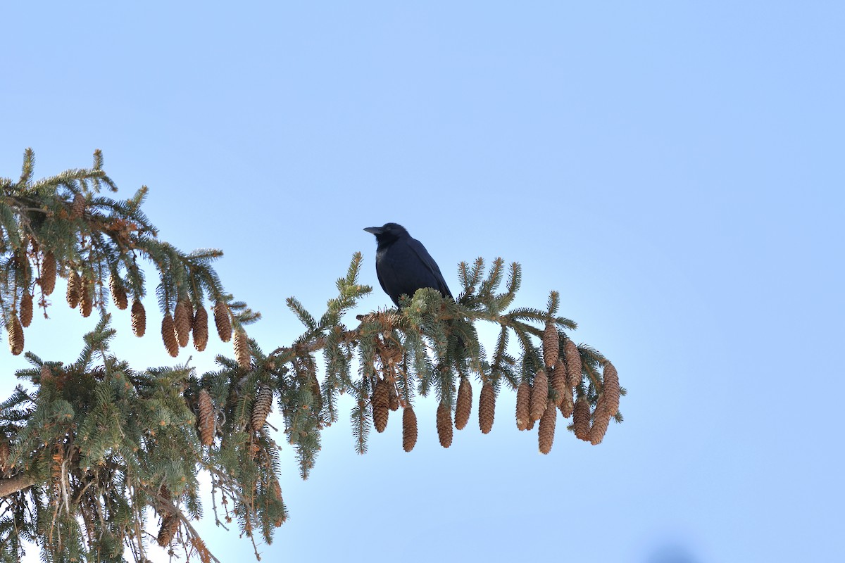 ウオガラス - ML650983171