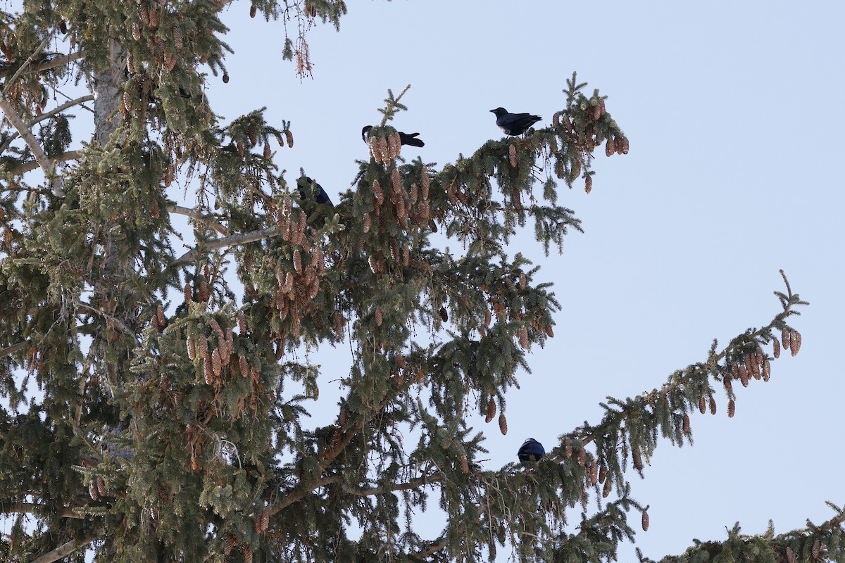 ウオガラス - ML650983172