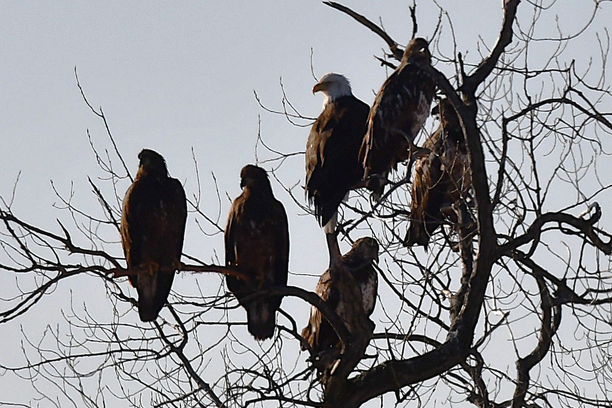 Ak Başlı Kartal - ML650983221