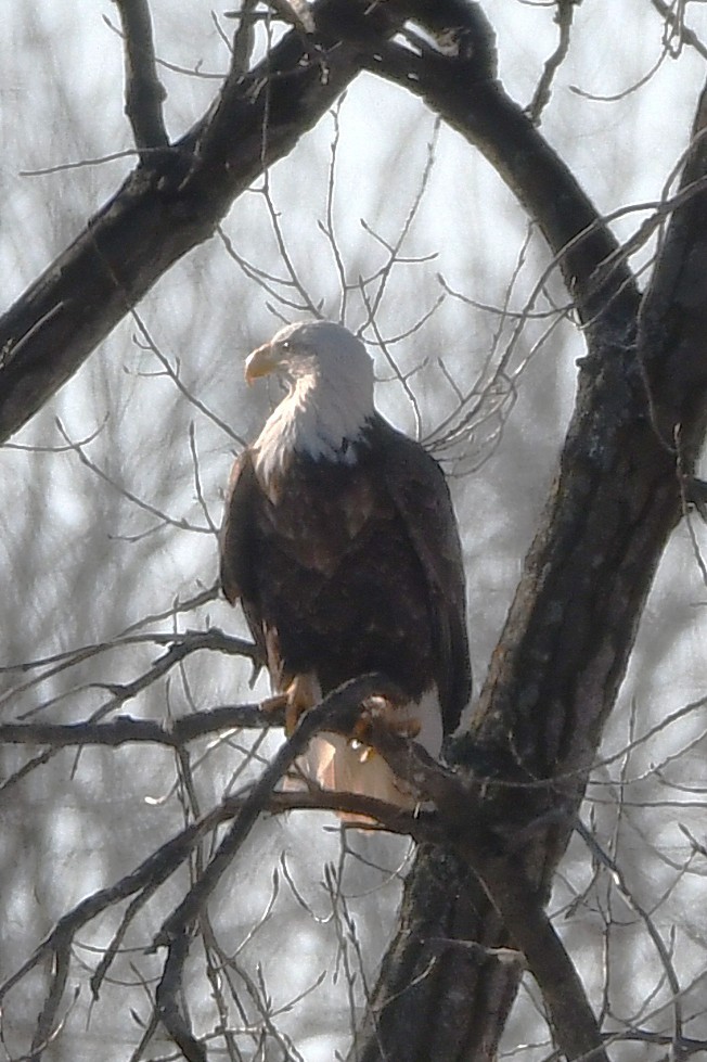 Ak Başlı Kartal - ML650983237