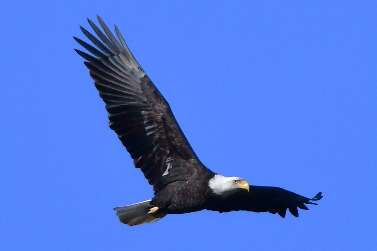 Ak Başlı Kartal - ML650983253