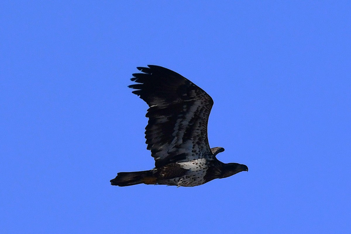 Ak Başlı Kartal - ML650983259