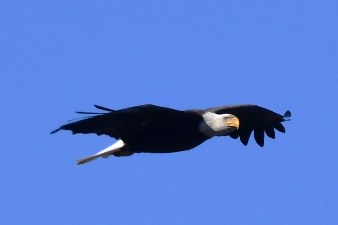 Ak Başlı Kartal - ML650983276