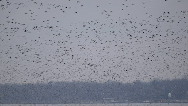 Canvasback - ML650983479