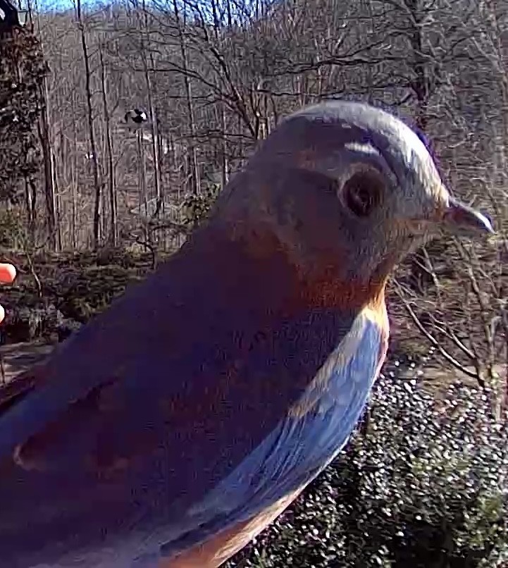 Eastern Bluebird - ML650983493