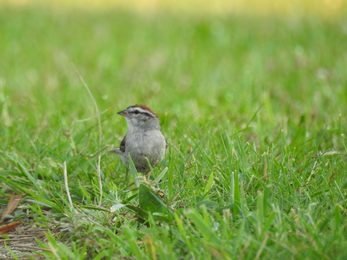 Chipping Sparrow - Rick Luehrs