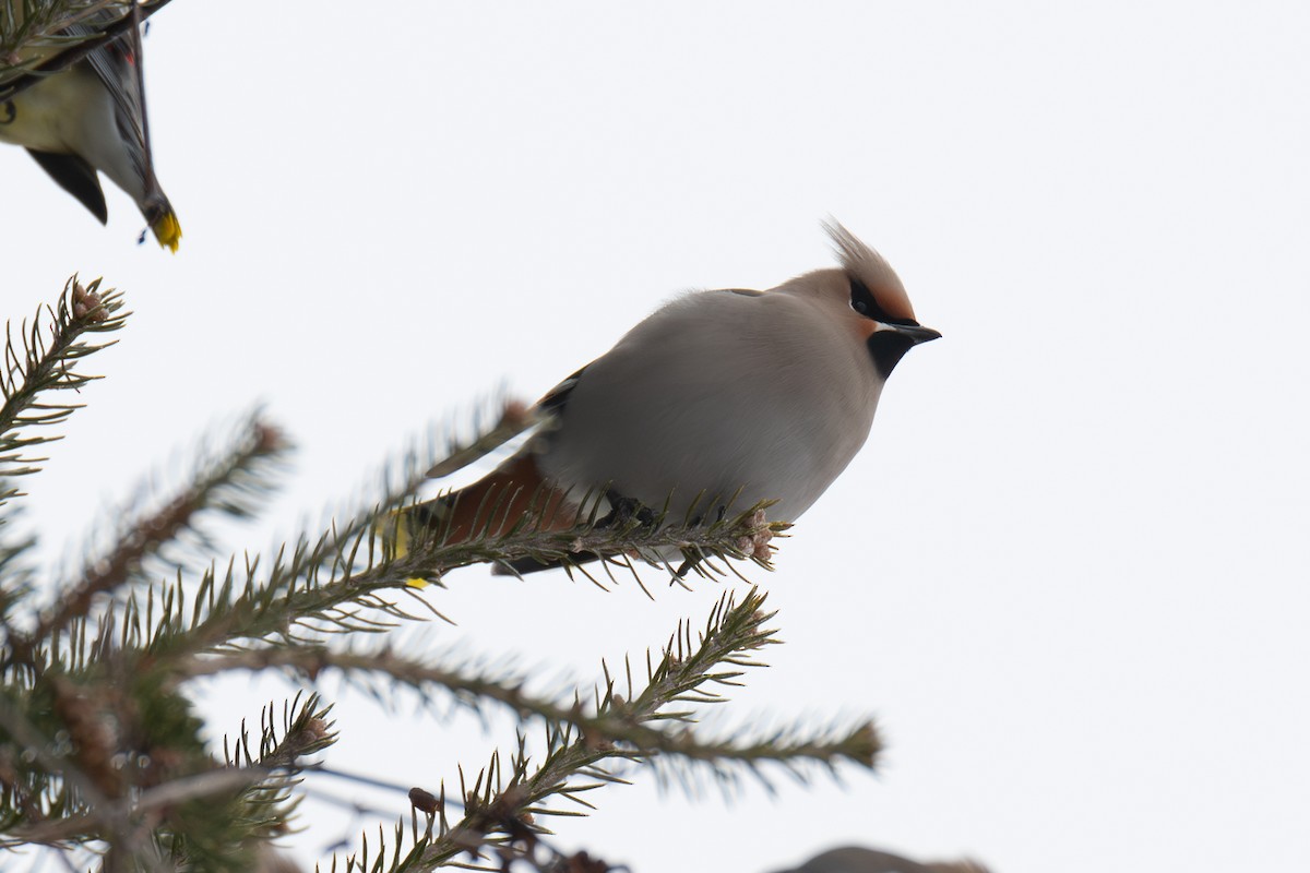 brkoslav severní - ML650983780